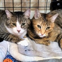 Celebrate 16 Years of Saving 9 Lives!