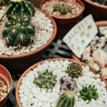 Tohono Chul Announces Plant and Sip Experience JULY 17