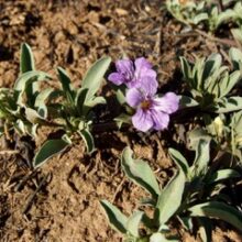 Spreading Snake Herb
