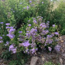 Fall Festival of Blooming Asteraceae