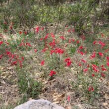 Crimson Sage
