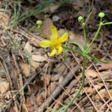 Arizona Buttercup
