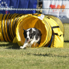 Cynosport® Dog Agility World Games Presented by Purina® Pro Plan®
