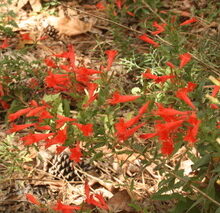 Hummingbird Trumpet