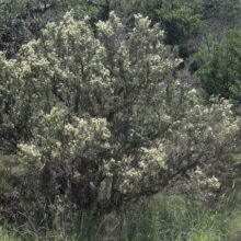 Purshia stansburyana