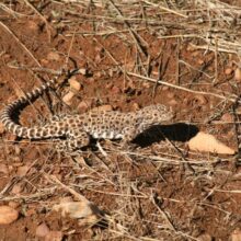 The Long-nosed Leopard Lizard (Gambelia wislizenii)