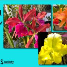 Tucson Orchid Society – 2027 Orchid Show & Sale