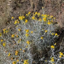 Threadleaf Groundsel