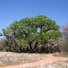 Official Tree of the Borderlands
