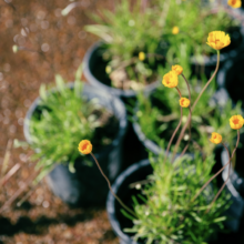 Tohono Chul Hosts Three-Day Fall Plant Sale OCT. 16 – OCT. 18