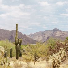 Adaptive Arboretum at Tohono Chul Now Open, Arboretum on Tap Series Debuts Oct. 3